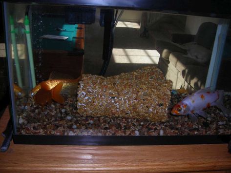 DIY Aquarium Tunnel - PetDIYs.com Diy Aquarium Decor, Aquarium Tunnel, Pile Of Rocks, Fish Aquarium Decorations, Acrylic Aquarium, Aquarium Rocks, Goldfish Tank, Underwater Plants, Aquatic Creatures