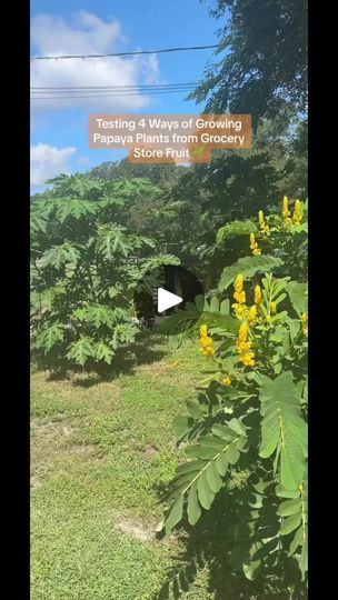 Growing Papaya, Papaya Plant, Papaya Tree, Papaya Seeds, Papaya Fruit, 50k Views, Garden Hacks, Bee Farm, 2024 Ideas