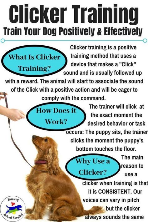 Unlocking the Potential: Dog Brain Training Techniques Dog Brain Training, Esa Dog Training, Dog Training Obedience Teaching, Dog Tricks Easy, Pitbull Quotes, Smart Dogs, Brain Games For Dogs, Hidden Talents, Positive Dog Training