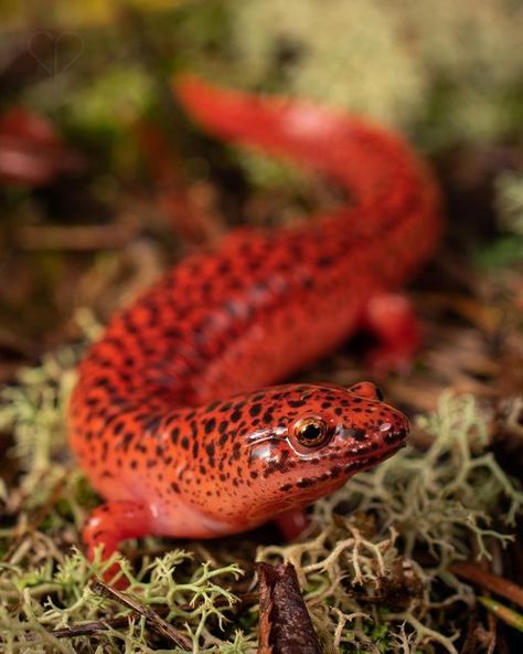 Salamander Aesthetic, Red Salamander, Amazing Frog, Reptiles And Amphibians, The Way Home, A Lot Of People, Blue Ridge, Amphibians, Macro Photography