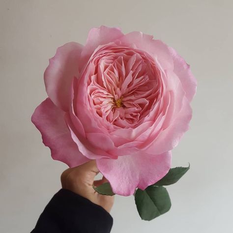 A simple and beautiful photo of Constance! (Photo by @lottasboutiquebq) Cappuccino Rose, Constance Rose, Short Vase, Growing Roses, Paper Flower Tutorial, Crepe Paper, Flower Tutorial, Love Flowers, Planting Succulents