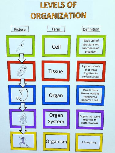 Learning the Levels. This can be made into a foldable with each level of organization. I like how there is not only a definition, but a picture to go with it. #foldablesforscience#levelsoforganization Levels Of Organization Biology, Anatomy Classroom, Cell Structure And Function, Levels Of Organization, Body Studies, Lab Assistant, Science Chart, Sixth Grade Science, Science Cells