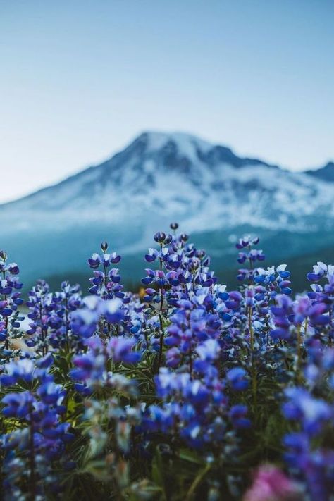 (18) Tumblr Flower Garden Ideas, Screen Layout, Mount Rainier National Park, Wallpaper Nature Flowers, Rainier National Park, Pretty Landscapes, Nature Garden, Human Being, Art Styles