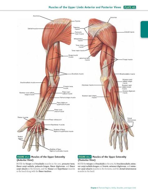 Muscles Of Upper Limb, Leg Muscles Anatomy, Upper Limb Anatomy, Body Muscle Anatomy, Muscular System Anatomy, Learn To Draw People, Muscle Diagram, Arm Anatomy, Human Muscle Anatomy