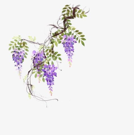 Wisteria Vine Drawing, Painted Wisteria, Flowers On Vines, Wisteria Vines, Vine Drawing, Wisteria Vine, Wisteria Flowers, Leaf Plant, Seni Cat Air