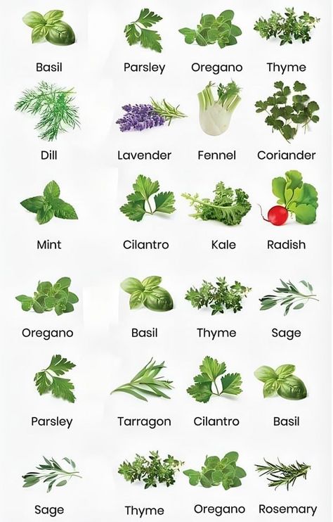 What Herbs Grow Well Together, Medicinal Herbs Garden, Herbs Garden, Exam Quotes, Exam Quotes Funny, Kitchen Herbs, Planting Herbs, Medicinal Herbs, Better Together