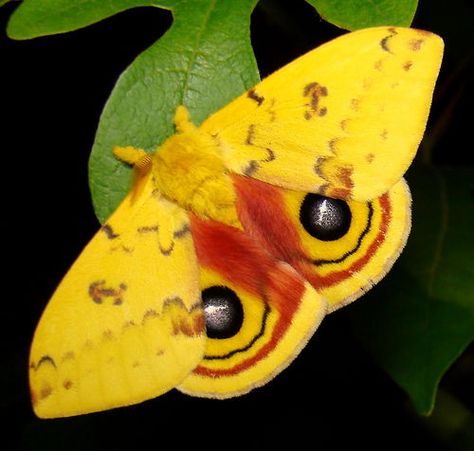 Io Moth Silkworm Moth, Io Moth, Colorful Moths, Types Of Butterflies, Moth Caterpillar, Flying Flowers, Beautiful Bugs, Arthropods, Butterfly Kisses