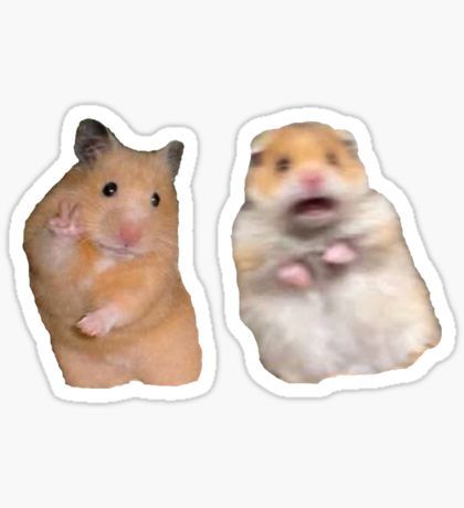 Hamster Stickers Stickers | Redbubble Screaming Hamster, Hamster Sticker, Stickers Redbubble, Stickers For Sale, Hamsters, Peace Sign, For Sale, White