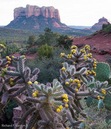 Jumping Cactus...these are legendary in Arizona. My mom swears one jumped on her once. You don't have to tell me twice! lol Cholla Cactus, Living In Arizona, Sedona Az, Southwest Desert, Sonoran Desert, Agaves, Sedona Arizona, Desert Landscape, Rock Formations