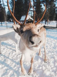 Christmas Pictures To Print, Baby Skunks, Funny Deer, Baby Reindeer, Sweet Meat, Winter Animals, Winter Wallpaper, Christmas Wonderland, Cute Wild Animals