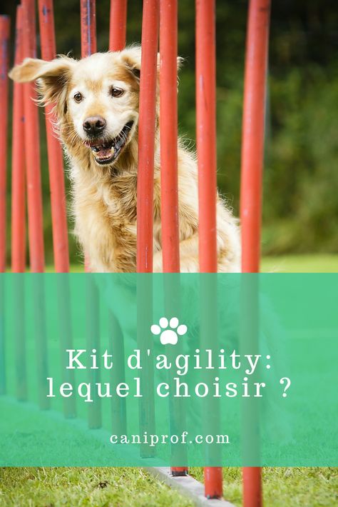 L'agility est sans doute le sport canin le plus connus et l'un des plus spectaculaires. Activité de choix pour renforcer la complicité avec votre animal, l’Agility fait rêver bien des propriétaires de chiens… Mais encore faut-il pouvoir s’entraîner correctement ! Vous pouvez trouver différents kits d’Agility à installer chez vous et à tester encore et encore avec votre toutou. Dans cet article, nous vous proposons quelques conseils pour vous aider. #sportcanin #agility Education