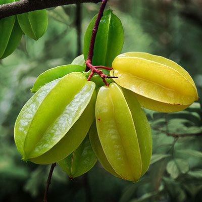 The starfruit, or carambola, is especially fun to serve because its slices are star-shaped. The fruit has a waxy skin and can be eaten unripe for a tarter flavor or ripe for a sweet and sour taste. It has been compared to apples, citrus fruits, and plums. Starfruits are now a common find in the tropical fruit section of American supermarkets Weird Fruit, Star Fruit, Fruit Photography, Fruit Seeds, Fruit Jam, Beautiful Fruits, Fruit Plants, Flowers Wallpaper, Exotic Fruit