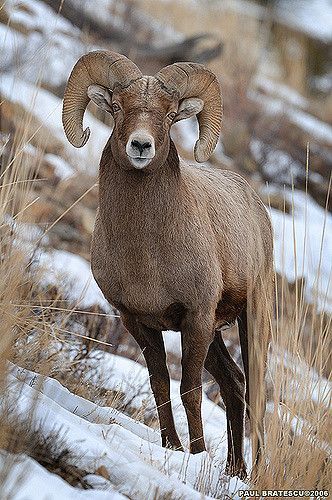 Running Tiger, Wild Sheep, Big Horn Sheep, North American Wildlife, Bighorn Sheep, Tattoo Aesthetic, Pictures Of Animals, Sheep And Lamb, Mule Deer