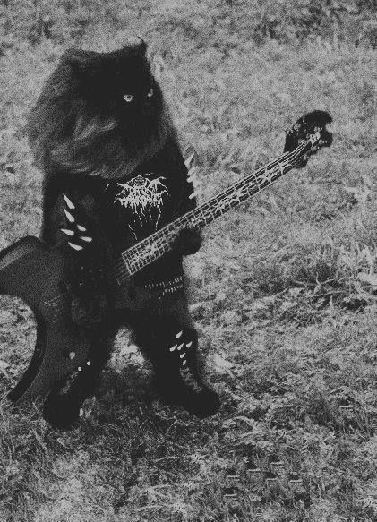 Heavy Metal Cat, Punk Cats, Metal Meme, Gatos Cool, Forest Cat, Norwegian Forest Cat, A Black Cat, Mötley Crüe, Fete Anime