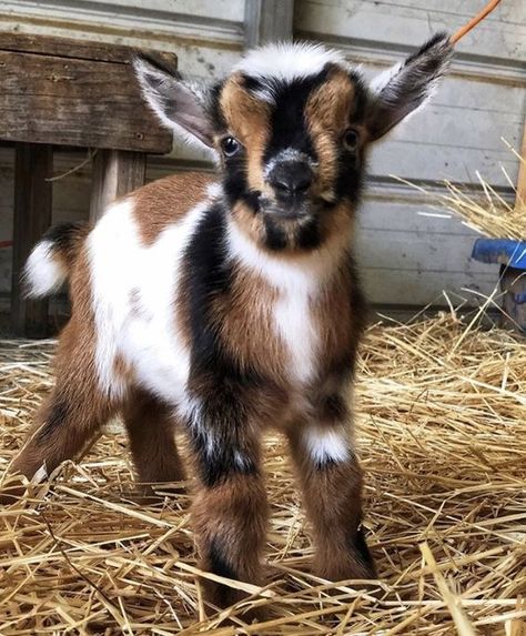 Mini Goats Pet, Goat Picture, Mini Goats, Baby Farm Animals, Fluffy Cows, Baby Goat, Cute Goats, Baby Animals Pictures, Baby Goats