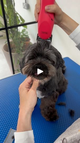 115 reactions · 4 comments | Speed up your grooming routine by mastering your clippers!

Watch how I clipped Cleo’s head with my KM Cordless Clippers by Wahl to cut down on scissoring time.

Enjoy, and I’ll see you in the next video 🐾❤️

#wahlanimaluk #wahl @wahlanimaluk #doggroomingtips #doggrooming | Hackney Barkers | Dog Grooming | hackneybarkers · Original audio Dog Grooming Clippers, Dog Grooming Tips, Grooming Routine, Dog Care Tips, Next Video, Imagine Dragons, Dog Stuff, Dog Care, Dog Grooming