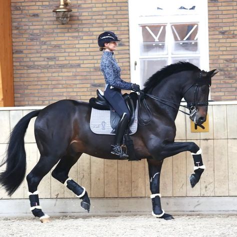 Horse Riding Dressage, Dressage Aesthetic, Dressage Photography, Dressage Videos, 2 Horses, Equestrian Photography, Equestrian Dressage, Warmblood Horses, Equestrian Aesthetic