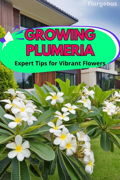 Growing Plumeria Plumeria Care, Plumeria Tree, Florida Landscaping, Plumeria Flowers, Potted Trees, Vibrant Flowers, Backyard Makeover, Tropical Landscaping, African Violets