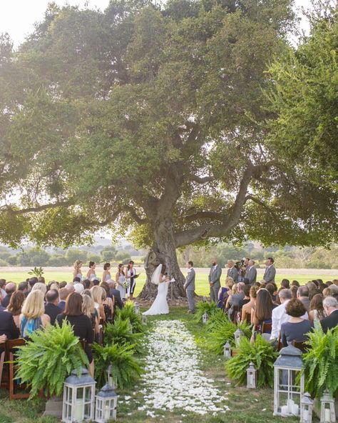 This enormous oak tree at Crossroads is the most beautiful backdrop for a wedding ceremony! We love the way that @cody_floral_design decorated the aisle so simply with petals, ferns, and lanterns!! {photo by: @maryjanephoto} Ceremony Backdrop Tree, Oak Tree Wedding Ceremony, Tree Wedding Ceremony, Oak Tree Wedding, Wedding Ceremony Decorations Outdoor, Aisle Flowers, Yosemite Wedding, Boda Mexicana, Wedding Ceremony Backdrop