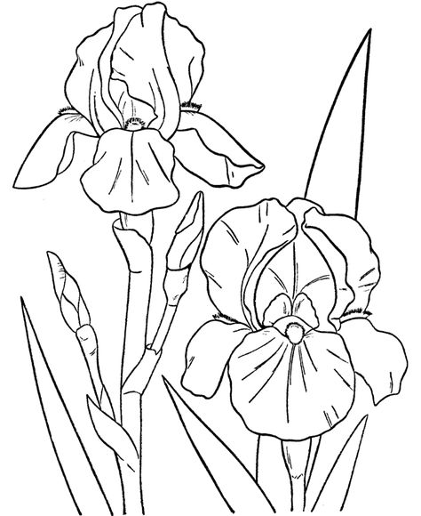 Free Printable Flower Coloring Pages For Kids - Best Coloring Pages For Kids Irises Flowers Drawing, Iris Flower Outline, How To Draw Iris Flower, Iris Painting Acrylic Easy, How To Draw An Iris, Iris Flowers Drawing Easy, How To Draw Iris, Iris Drawing Simple, Iris Drawing Flower