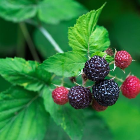 PRICES MAY VARY. Tahi Black Raspberry Plant characterized by a rich, deep black hue Discover the revolutionary Shekinah 'Tahi' Black Raspberry Plant, a true horticultural marvel bred at Shekinah Berry in Auckland, New Zealand. This plant proudly stands as the world's first completely spineless black raspberry variety, a significant breakthrough in berry cultivation. The name 'Tahi,' which translates to 'Number One' in Māori, aptly reflects its premier status. Unlike traditional spiny black raspb Raspberry Plant, Black Raspberries, Raspberry Bush, Raspberry Plants, Raspberry Fruit, Beauty Cream, Black Raspberry, Harvest Season, Outdoor Gift