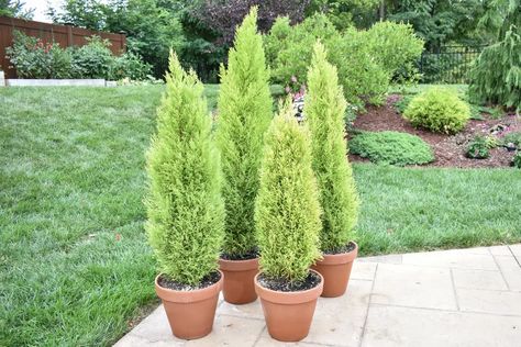 Foundation Landscaping, Cypress Plant, Italian Cypress Trees, Lemon Cypress, How To Grow Lemon, Monterey Cypress, Leyland Cypress, Garden 2023, The Spruce