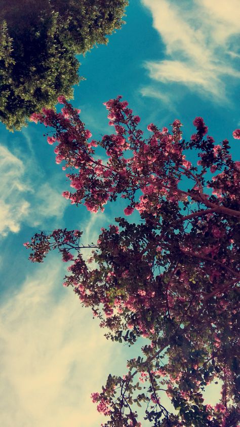 Iphone Wallpaper Landscape, Cool Pictures For Wallpaper, Instagram Photo Frame, Flower Iphone Wallpaper, Wallpaper Nature Flowers, Simple Background Images, Aesthetic Photography Nature, Bougainvillea, Photography Wallpaper