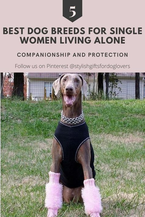 best dog breeds for single women Small Quiet Dogs, Lap Dog Breeds, Best Large Dog Breeds, Protective Dog Breeds, Blue Eyed Dog, Best Apartment Dogs, Personal Protection Dog, Dog Lifestyle, Protection Dogs