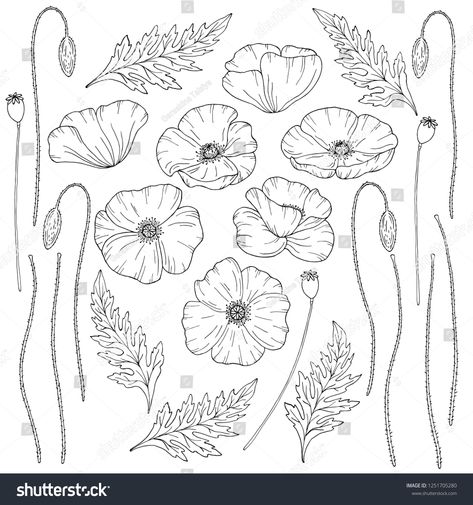 Poppy flowers. Pap¨¢ver. Stems and leaves. Big set of elements for design. Hand drawn vector illustration. Monochrome black and white ink sketch. Line art. Isolated on white background. Coloring page #Ad , #Ad, #elements#set#Big#drawn Poppy Coloring Page, Poppy Flower Painting, Poppy Flower Tattoo, Remembrance Day Art, Wildflower Drawing, Poppy Drawing, Poppies Tattoo, Flower Drawing Tutorials, Flower Outline