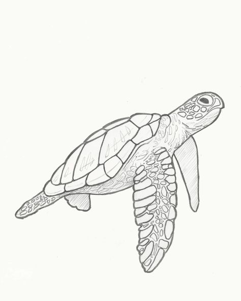 Illustration Challenge (15 of 30): Retro Sea Turtle.

I'm digging the retro vibe. So, I'll probably do a series of 5 or 6 animals in this style.



#30DayChallenge #adobeillustrator #drawing #vectorart #illustration Drawings Of Sea Turtles, Turtle Sea Drawing, See Turtle Drawing, Turtle Reference Drawing, Ocean Turtle Drawing, Sea Turtle Swimming Drawing, Hawksbill Turtle Drawing, Cool Turtle Drawings, Turtle In Ocean Drawing