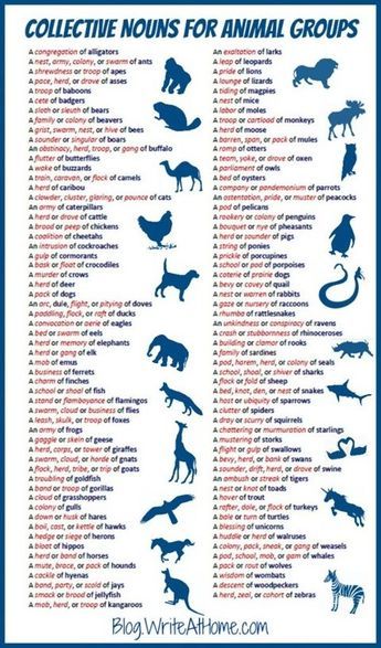 अंग्रेजी व्याकरण, Materi Bahasa Inggris, Groups Poster, Collective Nouns, Literacy Resources, Animal Groups, English Writing Skills, English Writing, Writing Words