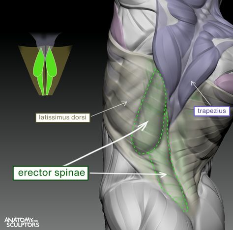 Latissimus dorsi and Erector spinae, Anatomy For Sculptors on ArtStation at https://www.artstation.com/artwork/4X835Y Skeletal Muscle Anatomy, Anatomy For Sculptors, Erector Spinae, Human Anatomy For Artists, 3d Anatomy, Latissimus Dorsi, Reference Board, Anatomy Sculpture, Female Torso