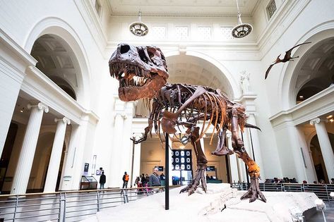 A definitive guide to the best museums in NYC from a local new yorker. Locations, times and admission all included in my list and organized by borough! Field Museum Chicago, Museums In Nyc, Chicago Museums, Tour Around The World, Field Museum, Van Gogh Museum, Chicago Travel, History Photos, African American History