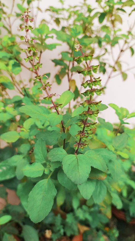 Tulsi. Good for health and wealth. 😊😊😊😊😊 Tulsi Plant Aesthetic, Tulsi Plant Photography, Tulsi Aesthetic, Tulsi Mata, Tulsi Puja, Thulasi Plant, Durgamma Photos, Mata Video, Tulasi Plant