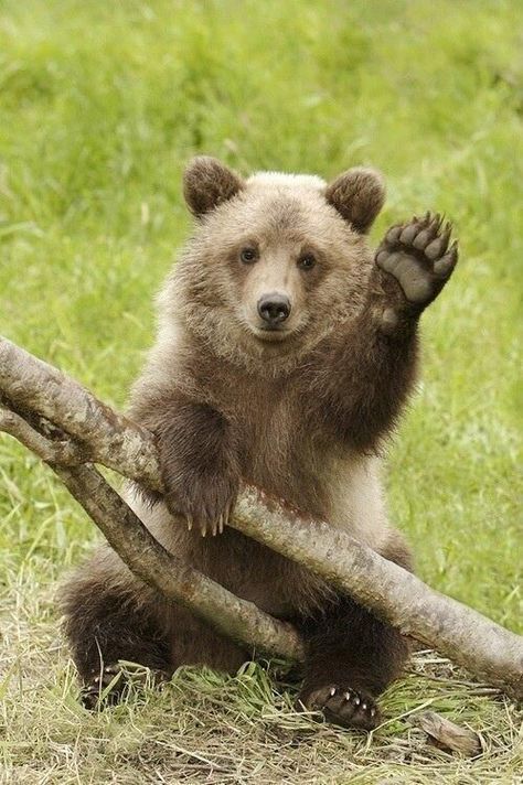 Photo Ours, Wild Animals Photography, Funny Bears, Bear Pictures, Love Bear, Bear Cubs, Bear Art, Cute Wild Animals, Grizzly Bear