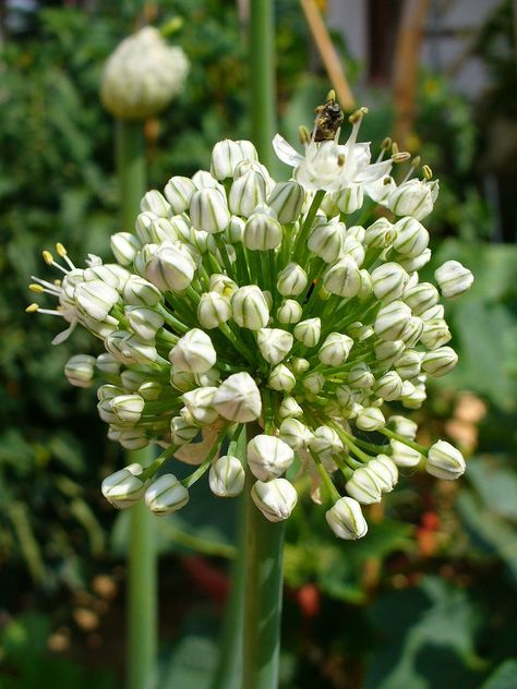 What Is Onion Bolting And How To Keep An Onion From Bolting - Onions are easy to grow; however, even in perfect soil, nutrient and light conditions, gardeners all face a problem over which they have little control: onion bolting. Learn how to keep onions from bolting here. Tomato Farm, Tomato Problems, Tomato Growers, Spirals In Nature, Tomato Growing, Onion Flower, Tomato Farming, Tomato Seedlings, Grow Tomatoes