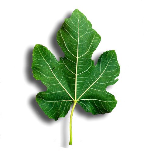 *Lilah - This is the leaf shape I want to use to make the symbol.   Sycamore Tree Leaf