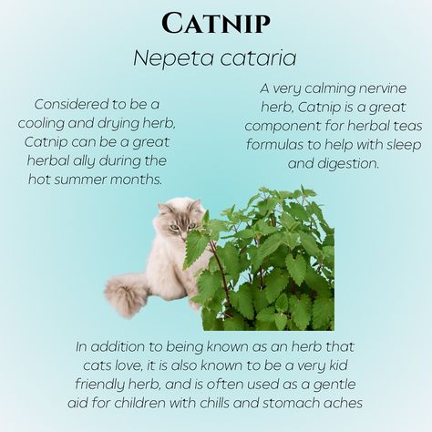 😺 Slow your scroll! It’s time for herb of the week! 😸 This week we’re giving a extra little love to Catnip, aka Nepeta cataria 🐈‍⬛ Many of us may have been introduced to this herb as ‘that stuff that makes cats go crazy’ and yes, it’s true that it does produce a euphoric effect on kitties, but it also has some great medicinal effects for us humans too. 🌬️ Catnip is cooling and drying as well as being a lovely and calming nervine herb, so during these hot summer months is fantastic to help ... Herbs For Cats, Catnip Tea, Nepeta Cataria, Mint Plants, Go Crazy, Cat Furniture, Summer Months, For Cats, Going Crazy