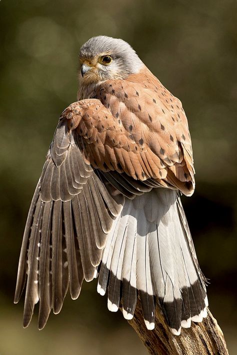 Arte Pin Up, Animal Study, Bird Wings, Kestrel, Pretty Birds, Birds Of Prey, Bird Photography, Wild Birds, Animal Photo