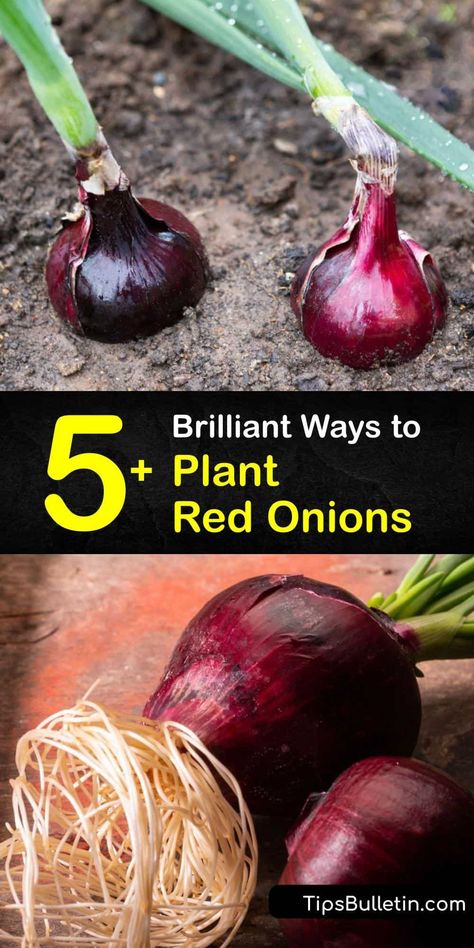 Planting Red Onions, How To Grow Red Onions, Growing Red Onions, Grow Red Onions, Red Onion Benefits, Picked Red Onions, Plant Onions, Planting Onion Sets, Onion Garden