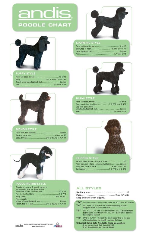 Different Types Of Dogs, Poodle Hair, Dog Grooming Styles, Poodle Haircut, Poodle Cuts, Dog Grooming Salons, Dog Grooming Tips, Poodle Grooming, Dog Haircuts