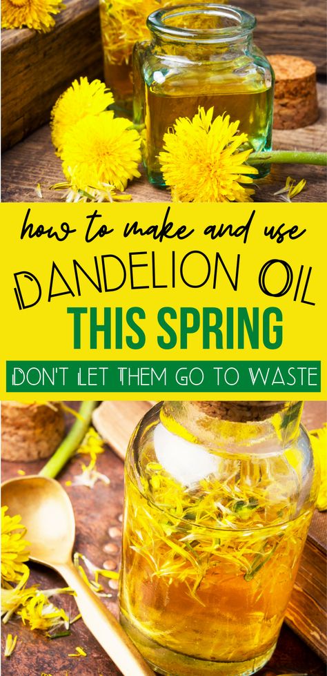 Dandelion Infused Oil, Dandelion Uses, Dandelion Oil, Salve Recipes, Infused Oil, Herbal Tinctures, Herbal Recipes, Herbal Apothecary, Natural Healing Remedies