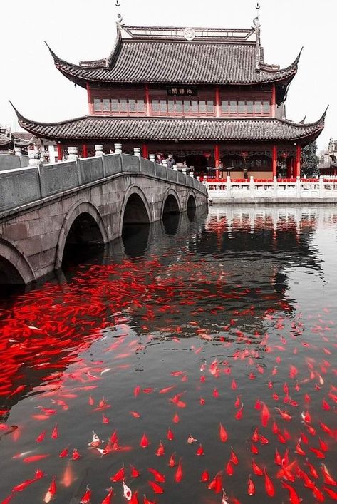 Asia Photography, Natural Beauty Photography, Japan Travel Destinations, Beautiful Places In Japan, Japan Destinations, Asian Architecture, Koi Fish Pond, Wuxi, Japan Aesthetic