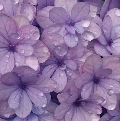 @breathoflavender November 13 2019 at 06:30PM Purple Aesthetic Background, Violet Aesthetic, Violet Pastel, Color Lavanda, Yennefer Of Vengerberg, Purple Vibe, Lavender Aesthetic, Purple Themes, Color Lila