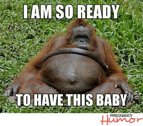 These Pregnant Animals Are Almost Ready To Pop (18 Photos and Memes) Third Trimester Memes, Pregnancy Quotes Funny, Funny Pregnancy Memes, Pregnancy Jokes, Third Trimester Pregnancy, Pregnancy Memes, Orang Utan, Quilt Modernen, Pregnancy Quotes