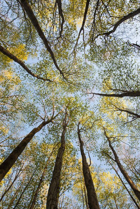 Looking up into a spring canopy. - Trees - Scenic Michigan - by Tom Haxby Photography Look Up Photography, Looking Up At Trees Photography, Tree Canopy Photography, Looking Up Through Trees Painting, Looking Up At Trees Painting, Trees Looking Up, Looking Up Into Trees, Looking Up Through Trees, Tree Looking Up