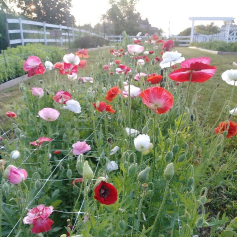 How to Grow: Poppies — Three Acre Farm Poppies And Hydrangeas, Grow Poppies From Seed, How To Grow Poppies From Seed, When To Plant Poppy Seeds, Poppies In Garden, How To Grow Poppies, Poppy Garden Ideas, Poppy Landscape, Poppy Flower Garden