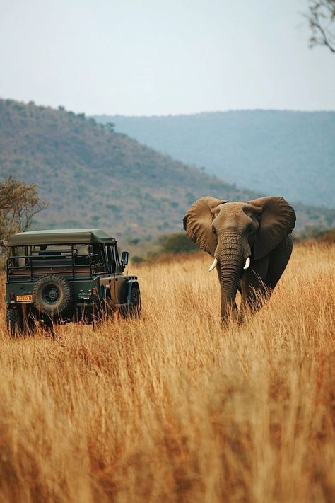 "Embark on a thrilling Safari in South Africa! 🦁🌍 Witness majestic wildlife in their natural habitat, enjoy breathtaking landscapes, and experience the adventure of a lifetime. 🚙🌿 #SouthAfricaSafari #WildlifeAdventure #Nature" South Africa Wildlife, South Africa Safari, Africa Wildlife, Animal Crackers, Nature Reserve, Our Planet, Tanzania, Habitat, Family Travel