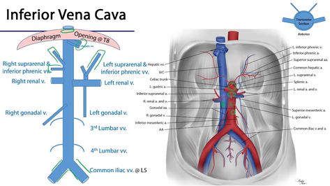 Abdominal Aorta, Study Tips, Anatomy, Google Search