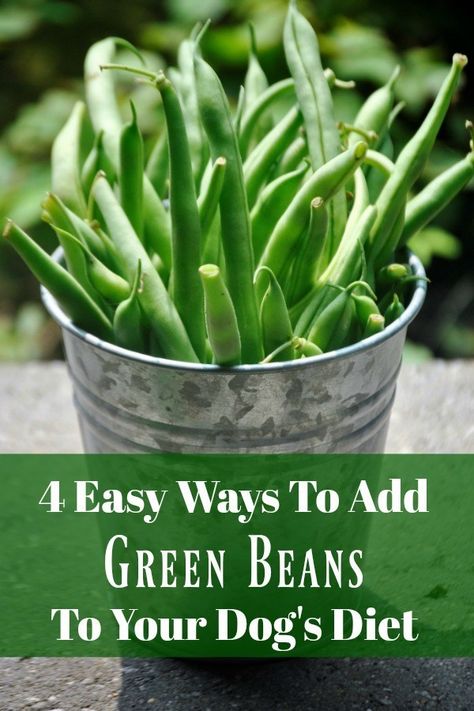 Recipes Green Beans, Dog Training Treats Recipe, Lazy Natural, Dog Lifestyle, Frozen Green Beans, Frozen Dog, Dog Training Treats, Dog Nutrition, Dog Diet